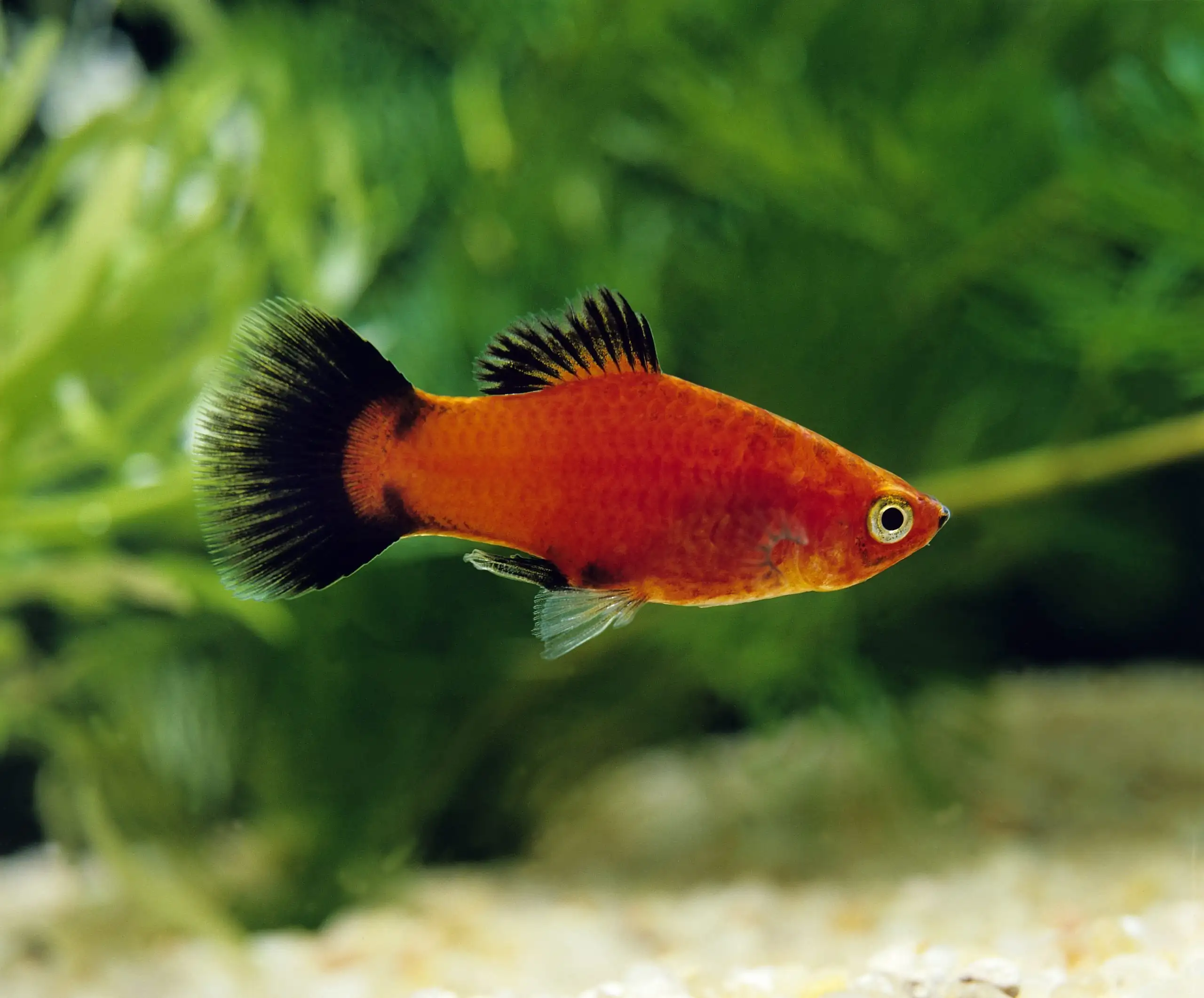 Red Wag Platy